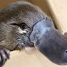nootfluke profil fotoğrafı