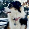 scot lavoie profil fotoğrafı