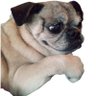 Profilbild von Foolio Games