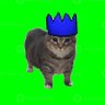 Salvo ♻️🐈⬛♻️ profil fotoğrafı