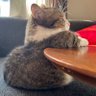 Éowyn profil fotoğrafı