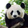Anda's profile picture