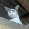 D's profile picture