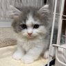 あめ🍭ミヌエット profil fotoğrafı