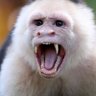 ScreamingMonk profil fotoğrafı