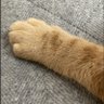 ねこぱんち's profile picture