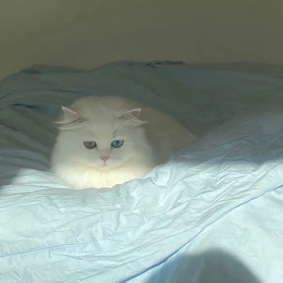 Glacieroxo's profile picture