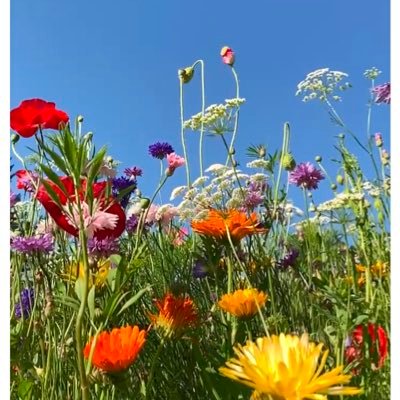 The Waltz Garden's profile picture
