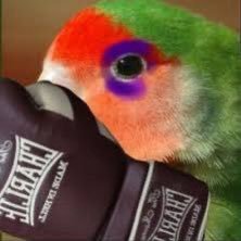 fenixzintas's profile picture
