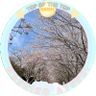 sakurakaoru profil fotoğrafı
