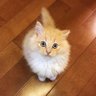 猫煮込み's profile picture
