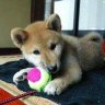 Profilbild von がちょう🐶🌷🌹🍞👘