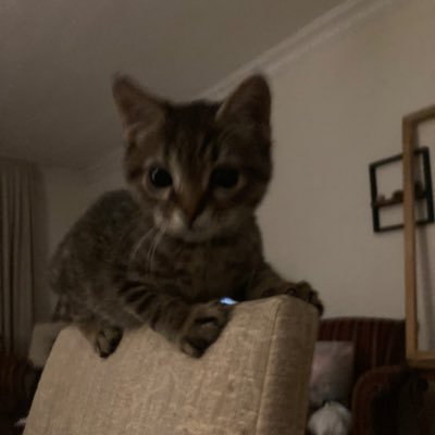 köfte's profile picture