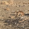 Фото профиля dangercatofthedesert