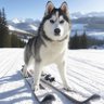 Skidawg13 profil fotoğrafı