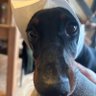 Jhonny 🇫🇷🇵🇹 profil fotoğrafı