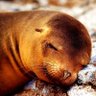 Profilbild von тюлень інтернетний