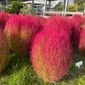 りは 的头像
