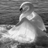 Profilbild von swan