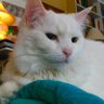 Anne From Mtka 🦋 profil fotoğrafı