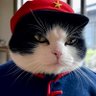 Chairman Meow 的头像