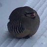 Profilbild von Bird Lover the lesbo queen.