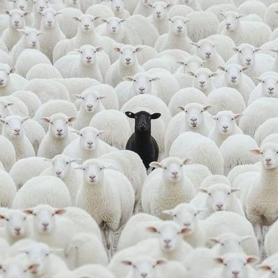 Animology_'s profile picture