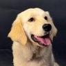 LuLu Officials's profile picture