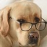 Profilbild von mydogsnose