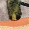 かっぱ巻き profil fotoğrafı