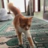 Фото профиля Pemulung emiten