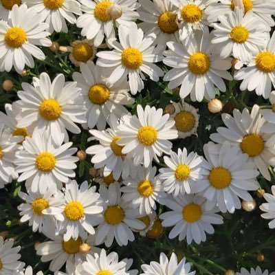 Moonflower0301's profile picture
