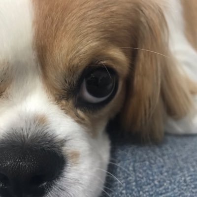 kaze_wanko's profile picture