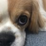風わんこ🐶BreezyWanko profil fotoğrafı