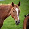 Tamuno of abuja🐎's profile picture