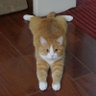 Z profil fotoğrafı