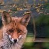 Anton F. profil fotoğrafı
