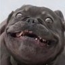 Profilbild von vissarut