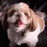 Debbie Rich's profile picture