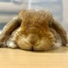 だー&🐰うめ 的头像