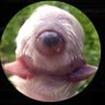 Фото профиля Promatoteuthis 