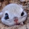 ふゆモモ Fuyumomo profil fotoğrafı