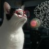 Le Chat botté ☢️⚛️🇪🇺🇺🇦's profile picture