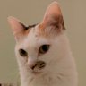 あおい🐾 的头像