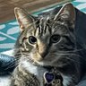 MaxiViolet, Dyke Extraordinaire profil fotoğrafı
