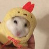 歌音🌙かのん 的头像