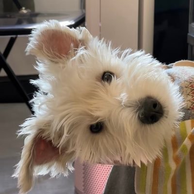 El-kopik's profile picture