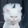 Profilbild von กาญนภัส ลีวัฒนา