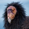 NaturalConservative's profile picture