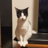 Profilbild von Tommy